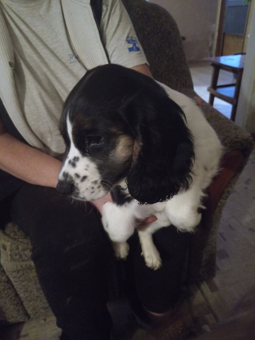 Русский спаниель