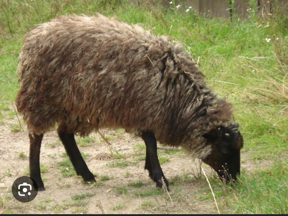 Owca wrzosòwka baran tryki