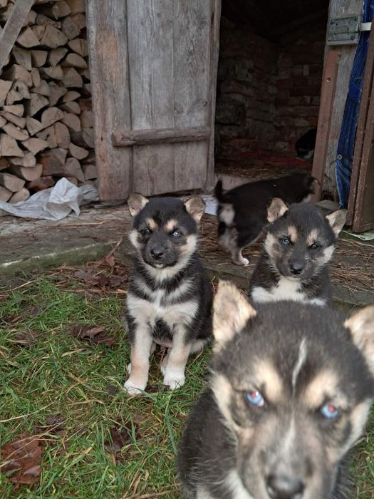 Хаскі…………………………..