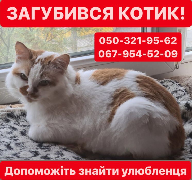Загубився котик! р-н Ковалівка