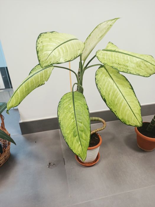 Do sprzedania  difenbachia wysokość 65 cm