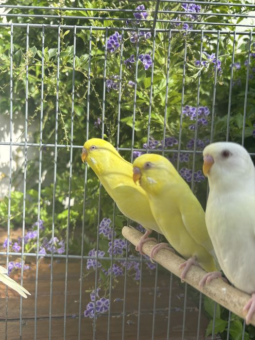 Periquitos australianos