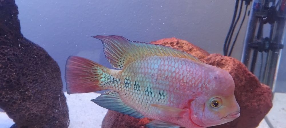Peixe muito bonito e saudável