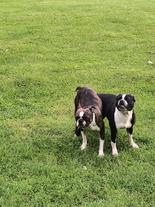 Boston terrier szczeniak