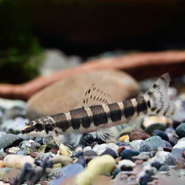 Bocja serpent Bocja medusa (Serpenticobitis octozona) WYSYŁKA AKWAWIN