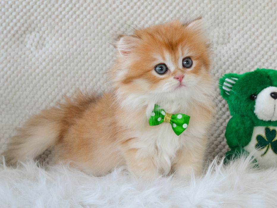 Золотой милашик