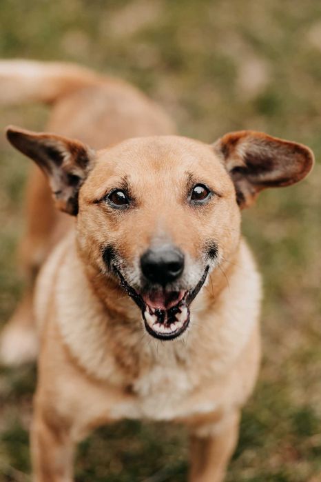 12-kg Kajtek szuka domu na zawsze!
