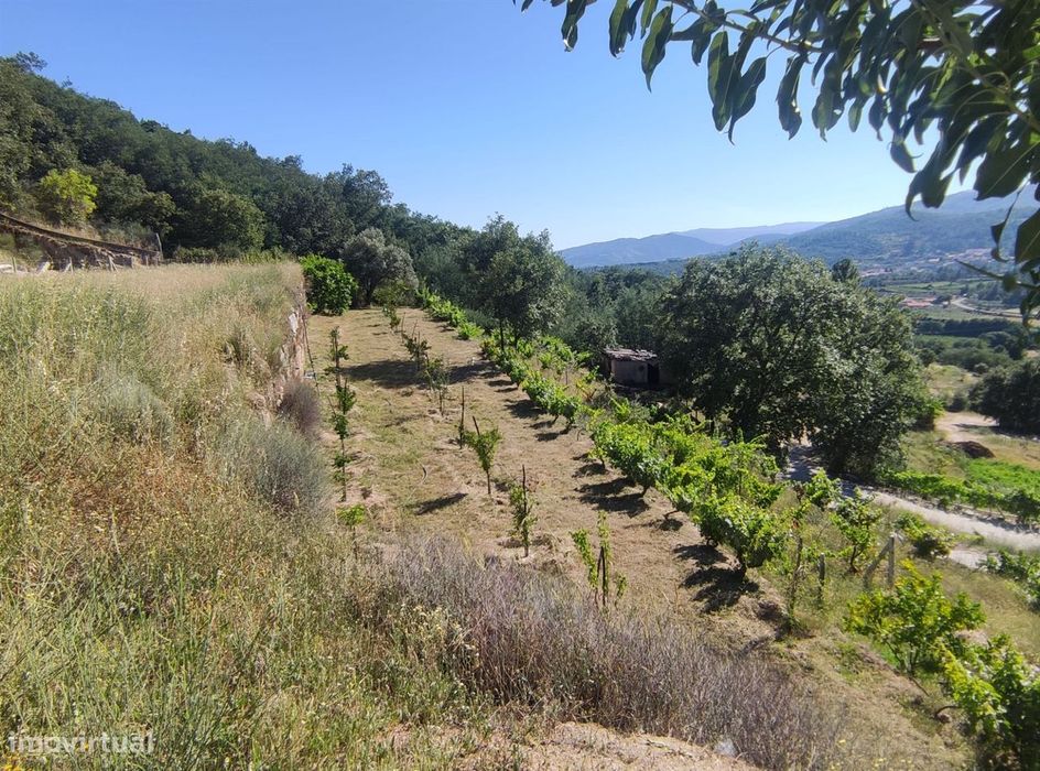 Quinta  Venda em Vela,Guarda