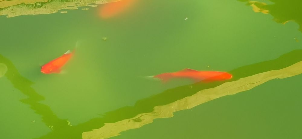 Peixes variados  de água fria