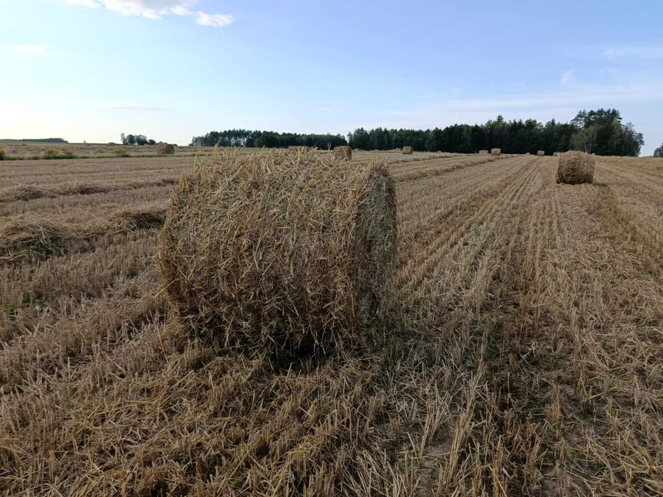 Słoma w belach  żyto pszenżyto sucha przykryta transport