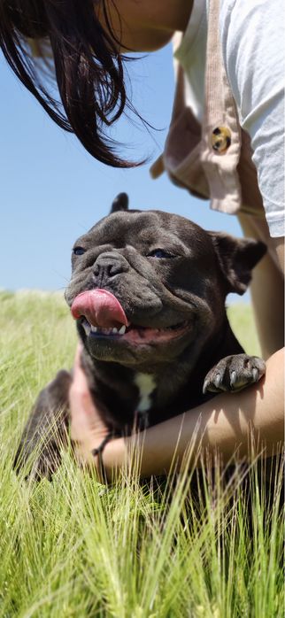 Французский бульдог