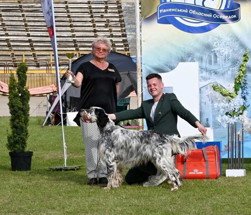 Англійський сетер
