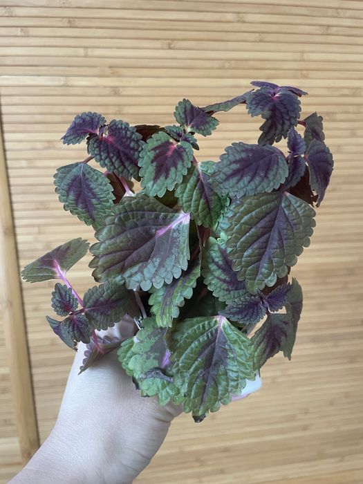 Вазони антуріум пальма фінікова бегонія колеус тещин язик