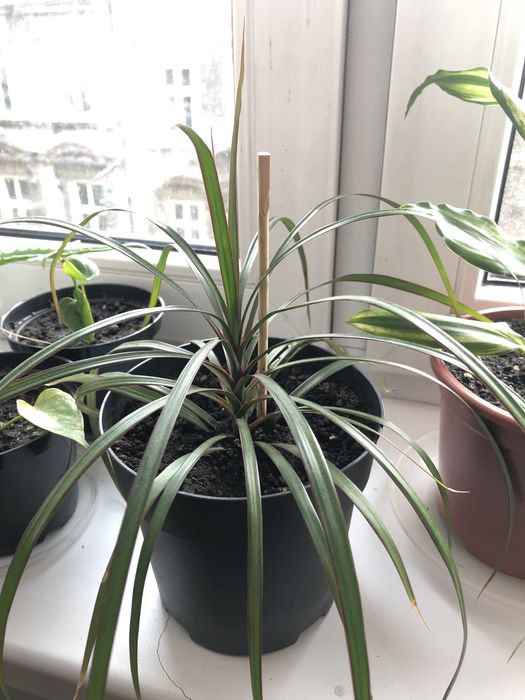 Dracena fragrance. Dracena obrzeżona