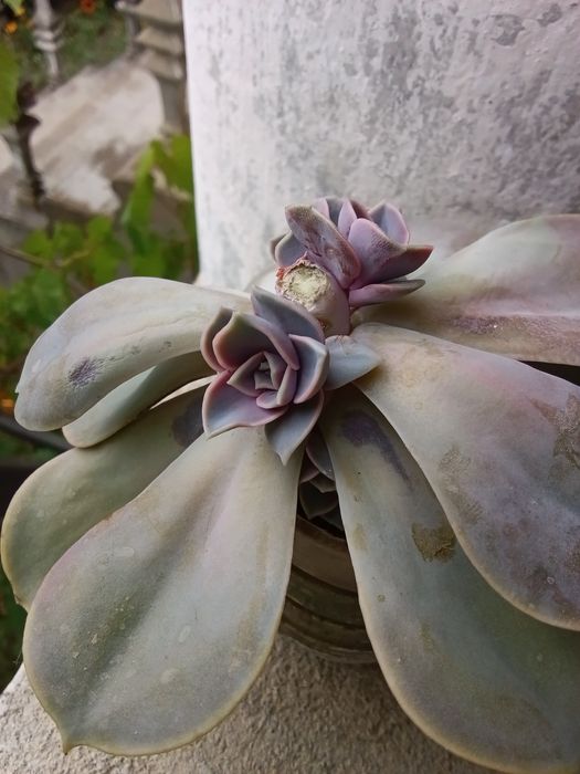 Ехеверія Succulent Echeveria Lila China