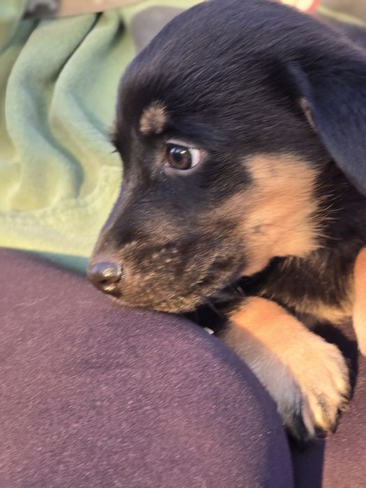 Ośmiotygodniowe szczenięta do adopcji!