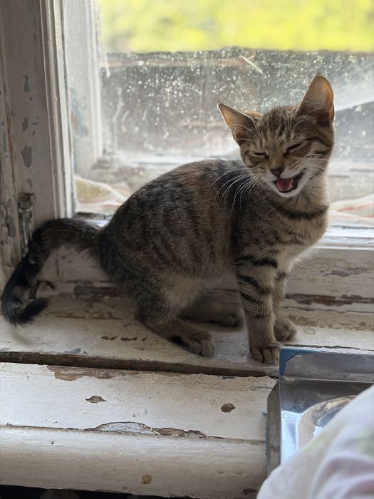 Кошеня шукає родину