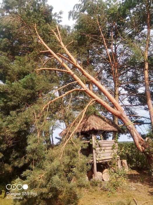 Wycinka drzew, pielegnacja, cięcie, usuwanie wywrotów