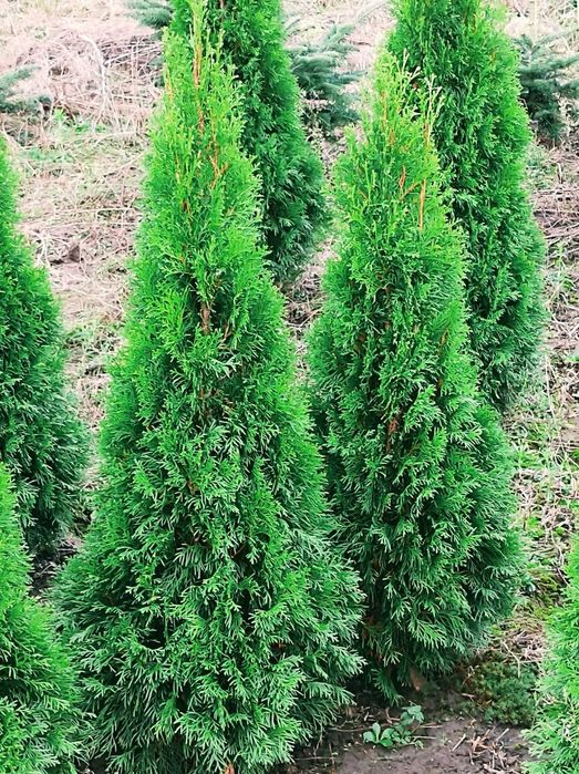 Tuja szmaragd   120 cm, bryła korzeniowa 6 l, bezproblemowe przyjęcie