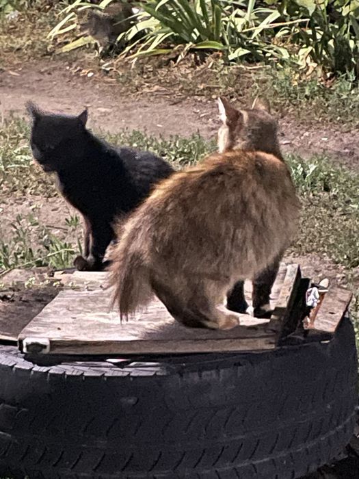 котики в добрые руки БЕСПЛАТНО