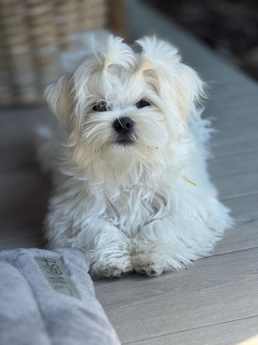 Maltańczyk szczeniaczek FCI