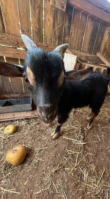 Conjunto de 3 cabras anãs, duas crias (machos) e a mãe destes