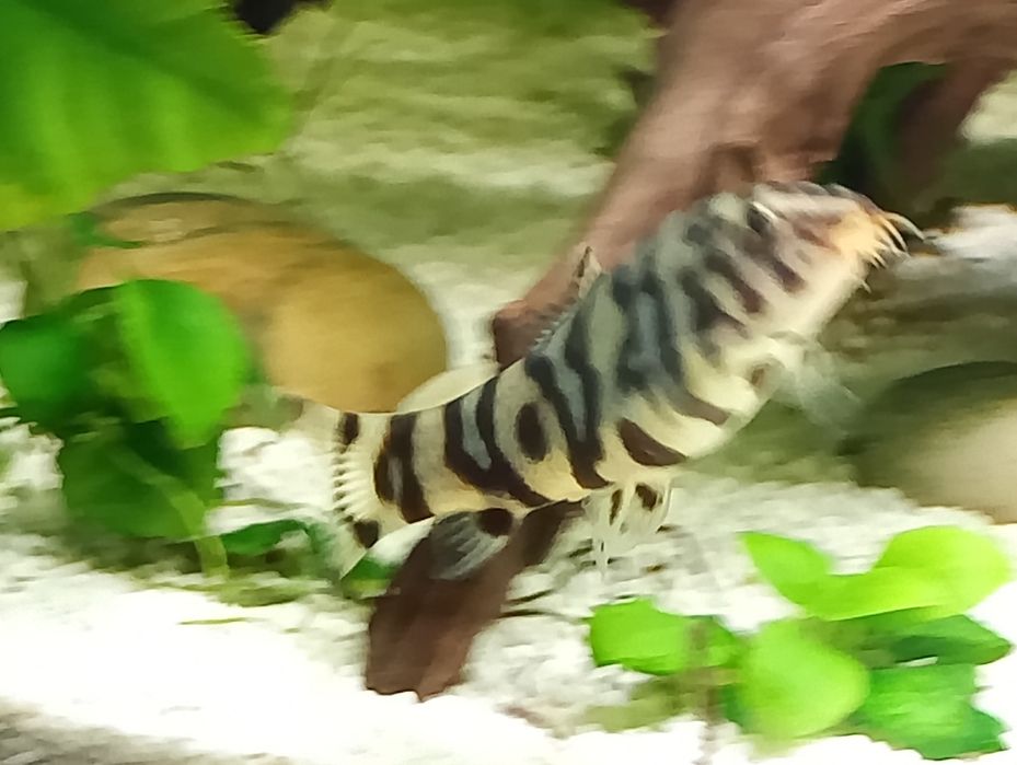Peixe botia lohachata
