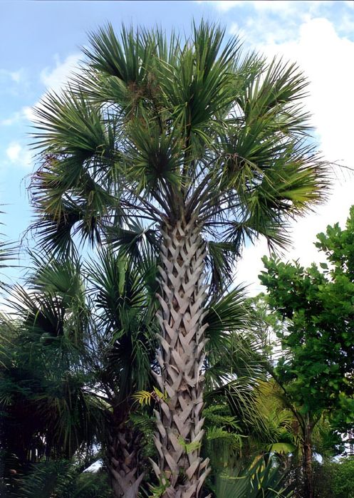 Palmeira Sabal palmetto