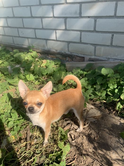 Предлагаю мини мальчика чихуахуа для вязки