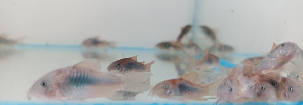 Kirys spiżowy,pstry