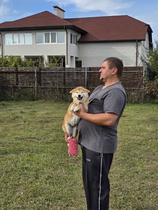 Шиба/Сіба іну,КСУ-FCI! Київ,або відправлю.Є "Оплата частинами