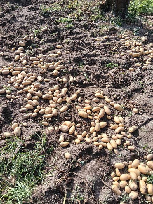 Vendo batata da nova diretamente do agricultor