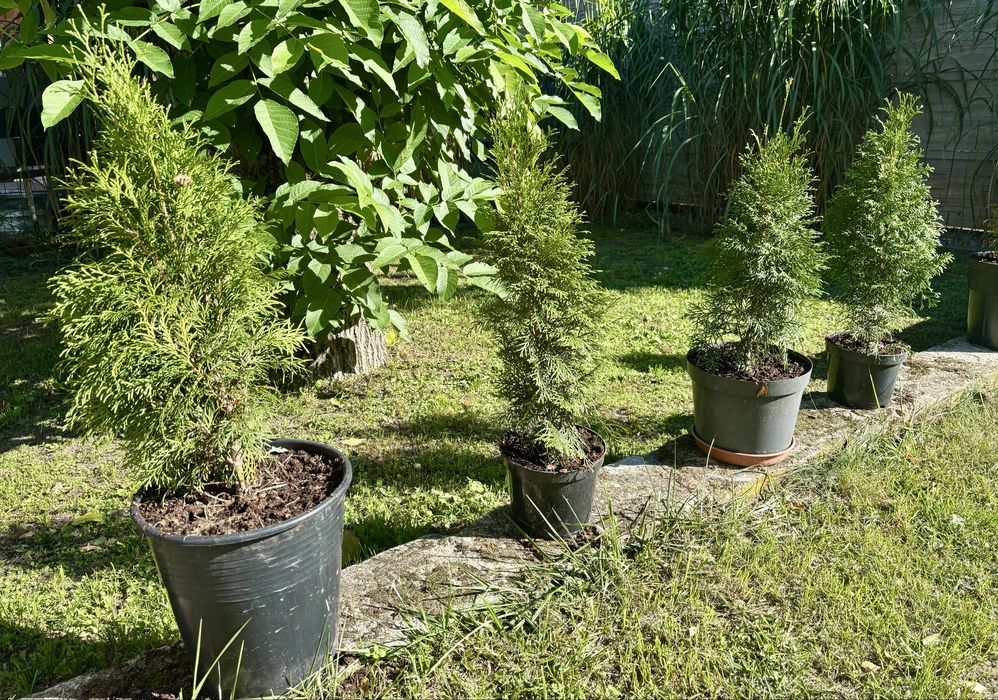 Tuja Sznaragd - 30 / 40 cm -  Doniczkowame - Transport