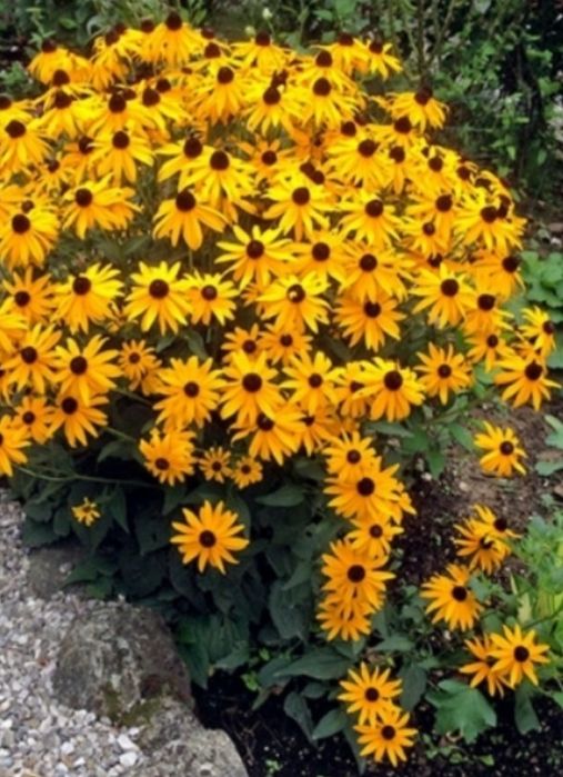 Rudbiega kwitnąca na żółto