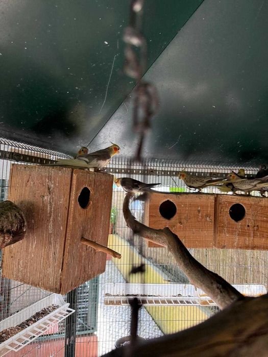 Gaiola exterior com caturras