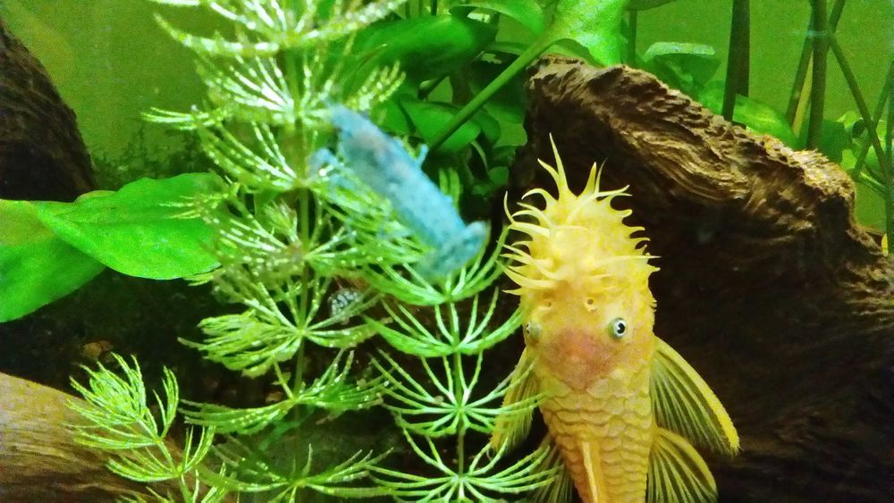 Texanus RACZKI /krewetki