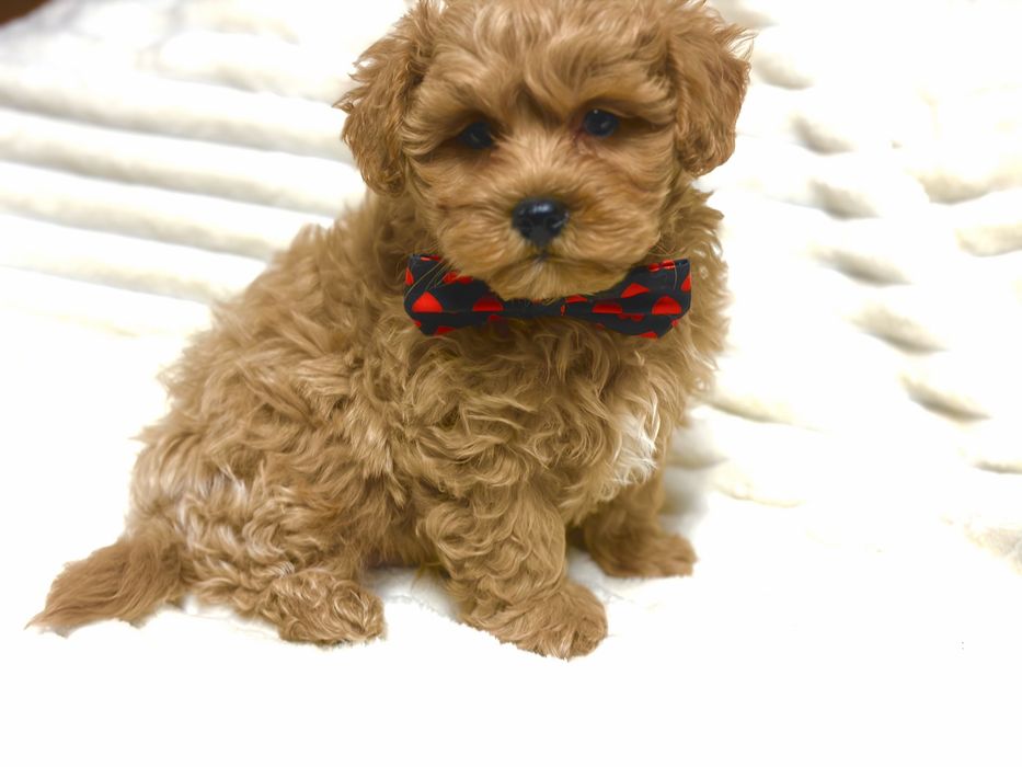 Maltipoo BĄBEL- z Certyfikatem F1