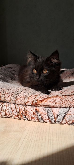 Котёнок в заботливые руки