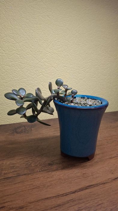 Красула мінор бонсай