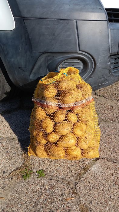 Ziemniaki Denar, ładne