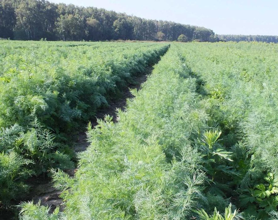 Кріп  Кріп (кутовий) укроп