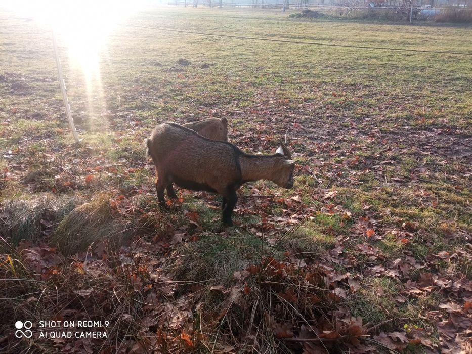Kózka miniaturka kozy 3 sztuki