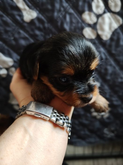 Yorkshire terier suczka