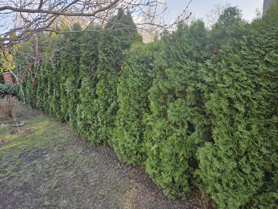 Oddam tuje ok 2m około 30 szt