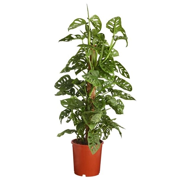 Эпипремнум, сциндапсус 10 видов