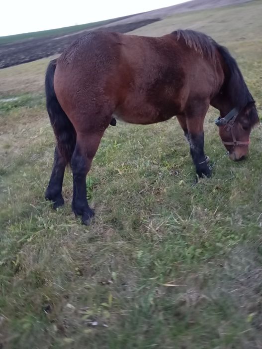 Змінить господарів лошак