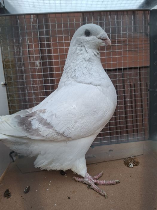 Standard , standardy , polski pocztowy wystawowy sprzedam