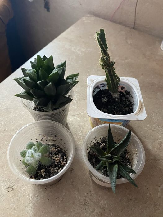 Набір суккулентів 4шт