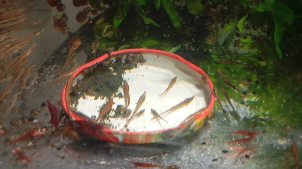 Zbrojnik, Glonojad, Szydlik iglasty, Farlowella
