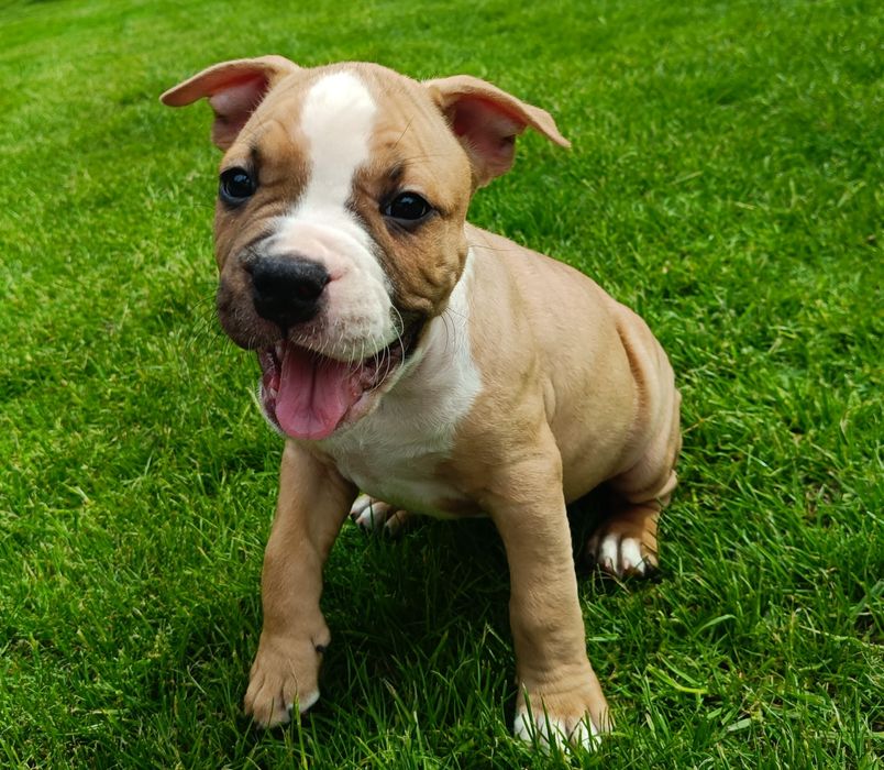 Cudowny Samiec GOTOWY DO ODIBORU American Staffordshire Terrier (amstaff) ZKwP/FCI
